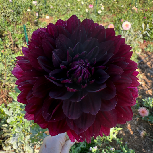 DAHLIA HOLLYHILL BLACK WIDOW