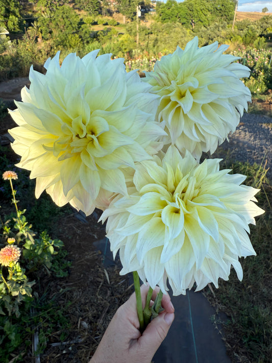 DAHLIA BLOOMQUIST CREAM