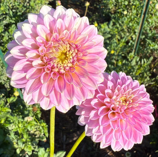 DAHLIA SKIPLEY SPOT OF GOLD