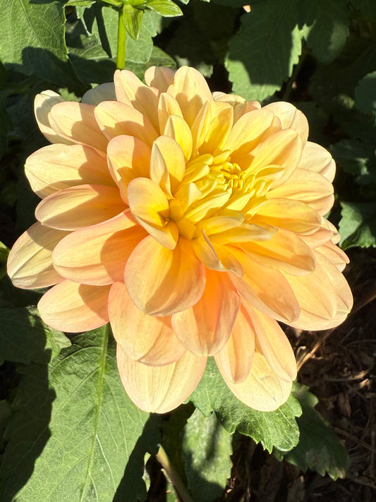 DAHLIA YELNO HARMONY