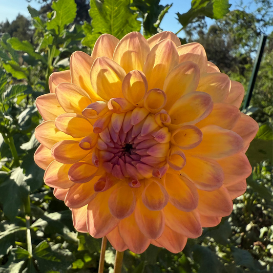 DAHLIA DIKARA JODIE