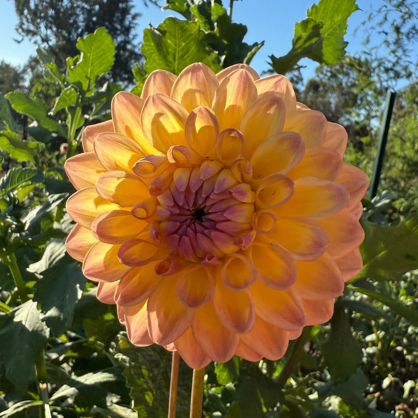 DAHLIA DIKARA JODI
