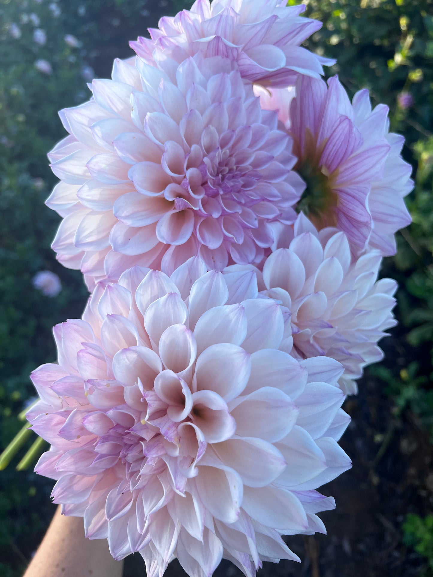Kula Dahlia Farm YOU-PICK Thursday 6/25 5-6PM