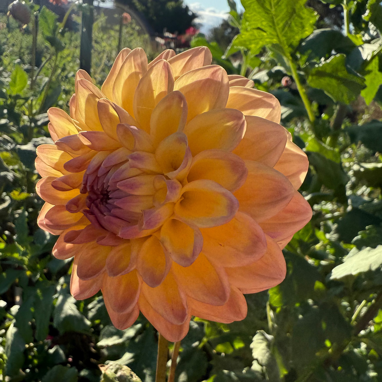 DAHLIA DIKARA JODI