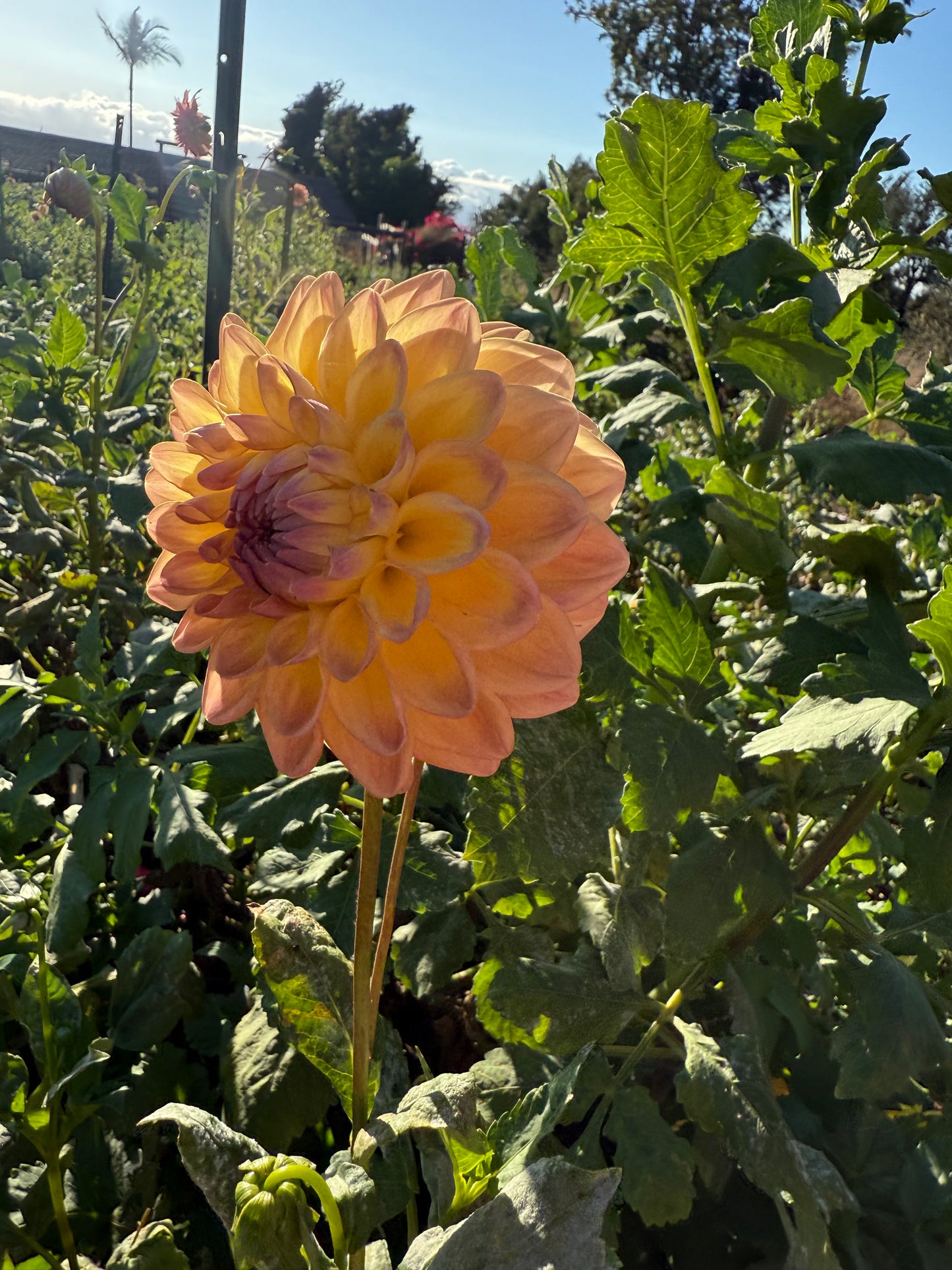 DAHLIA DIKARA JODI