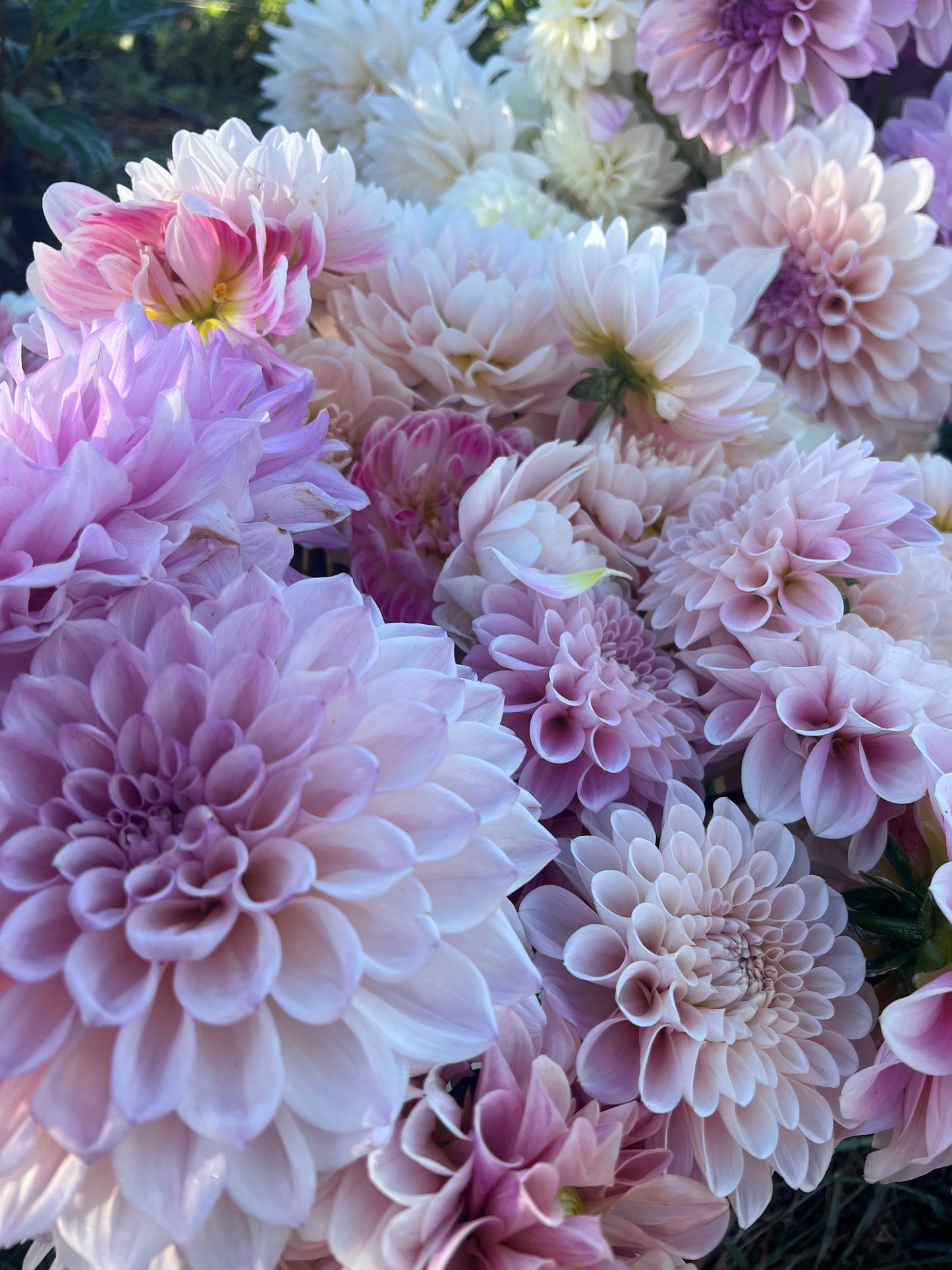 Kula Dahlia Farm YOU-PICK Thursday 6/25 5-6PM