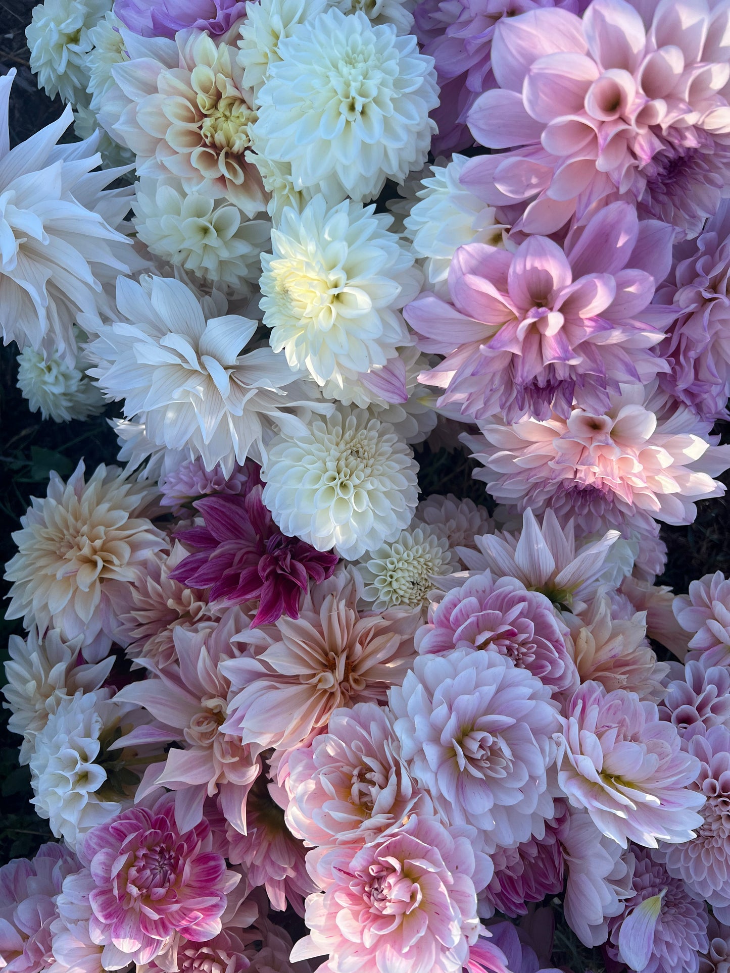 Kula Dahlia Farm YOU-PICK Thursday 6/25 5-6PM
