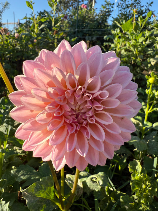 DAHLIA CORALIE