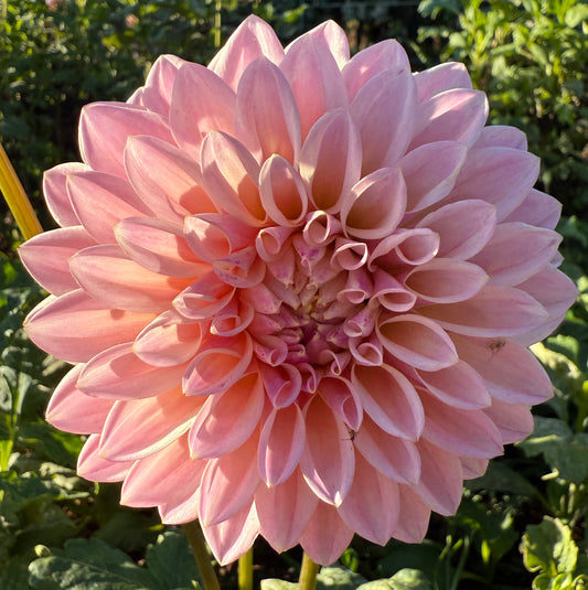 DAHLIA CORALIE