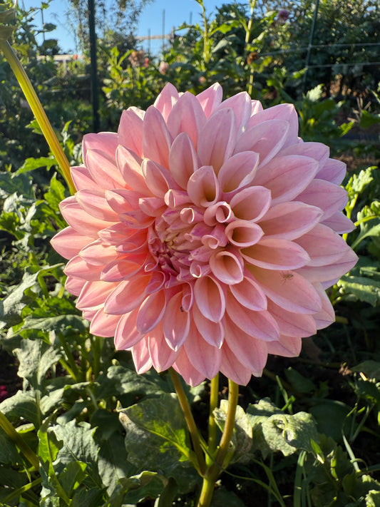 DAHLIA CORALIE