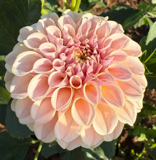 DAHLIA KA CINDER ROSE