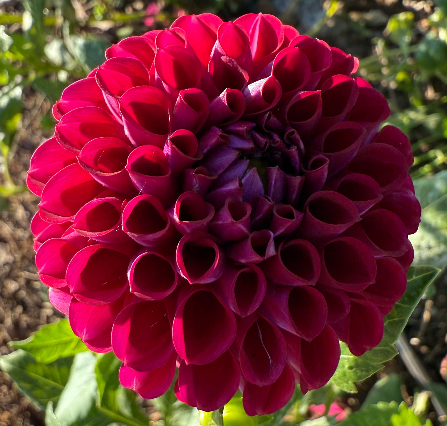 DAHLIA IVANETTI
