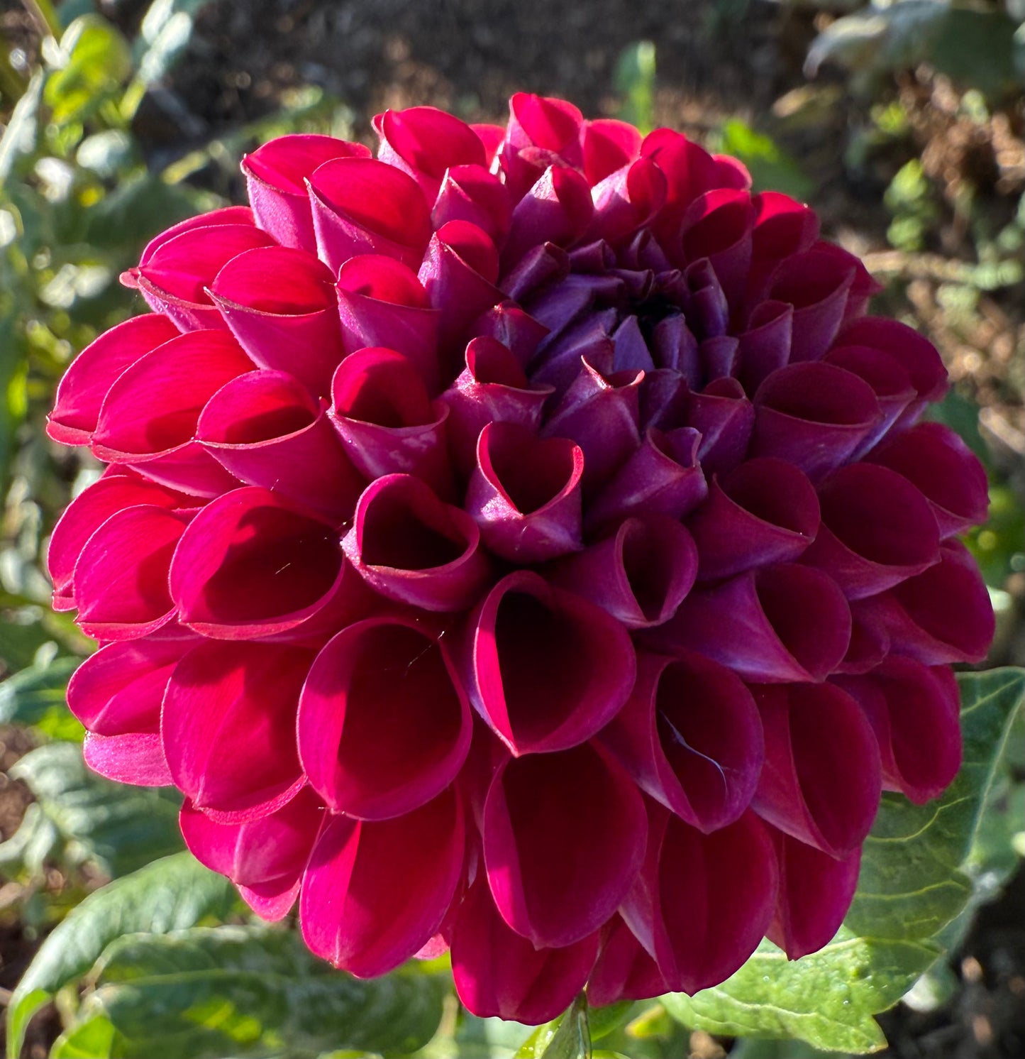 DAHLIA IVANETTI