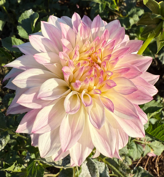 DAHLIA BQ COMPARE