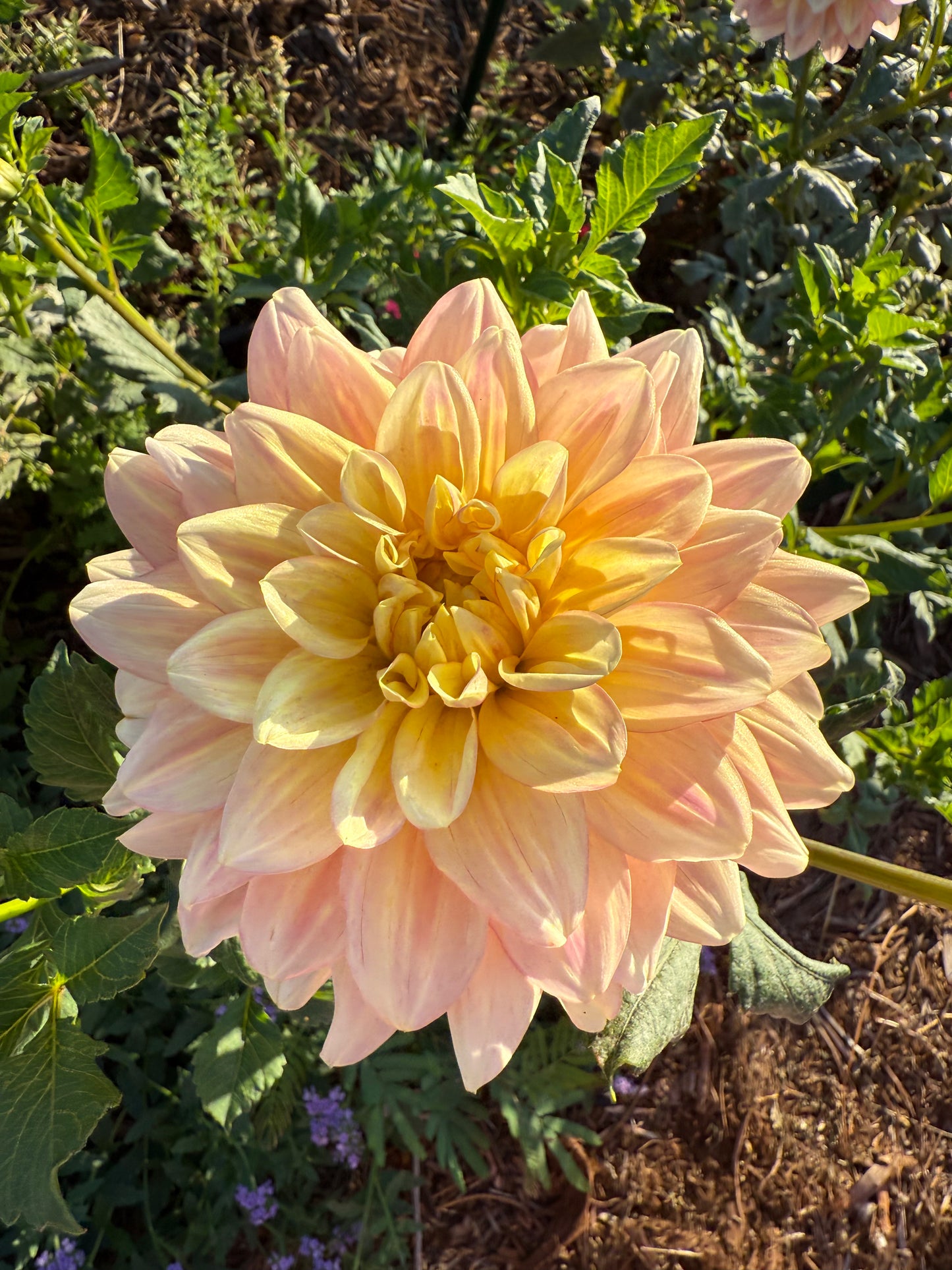 DAHLIA WYNS NEW PASTEL