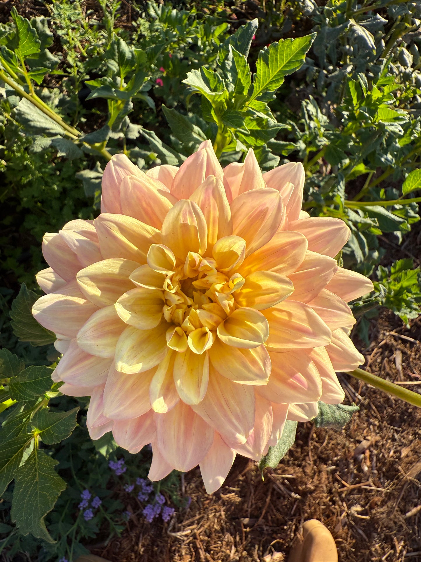 DAHLIA WYNS NEW PASTEL