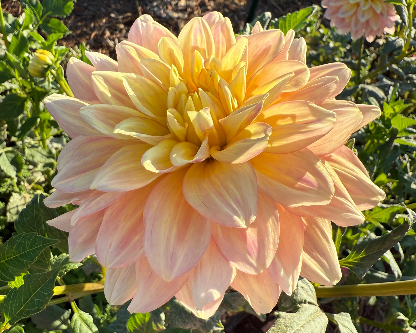 DAHLIA WYNS NEW PASTEL