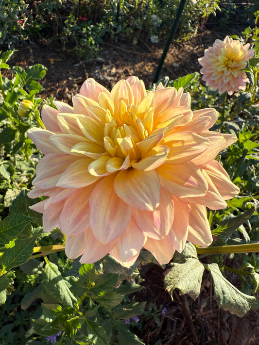 DAHLIA WYNNS NEW PASTEL