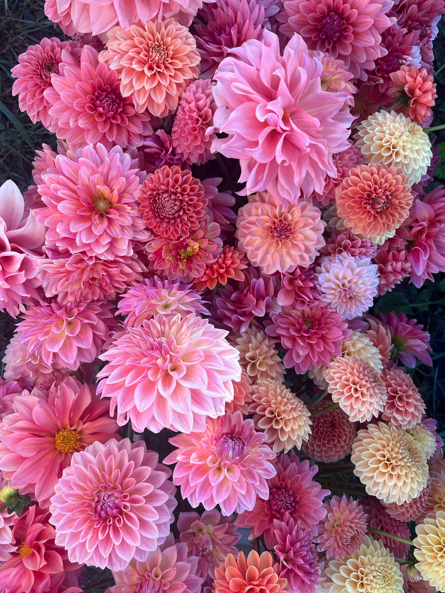Kula Dahlia Farm YOU-PICK Thursday 6/25 5-6PM