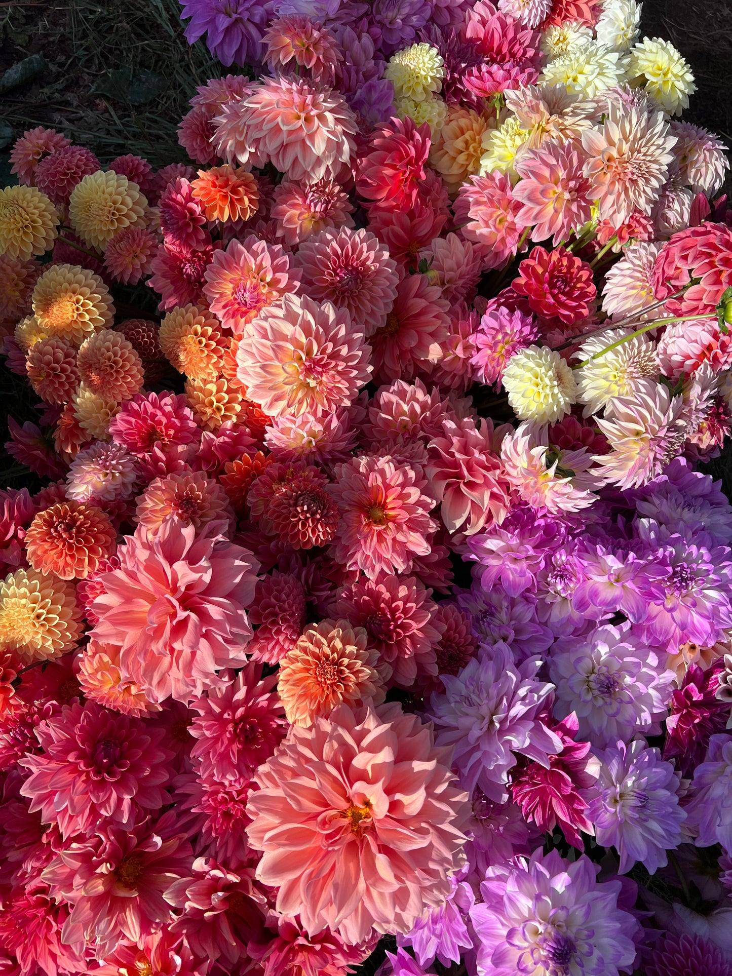 Kula Dahlia Farm YOU-PICK Thursday 6/25 5-6PM