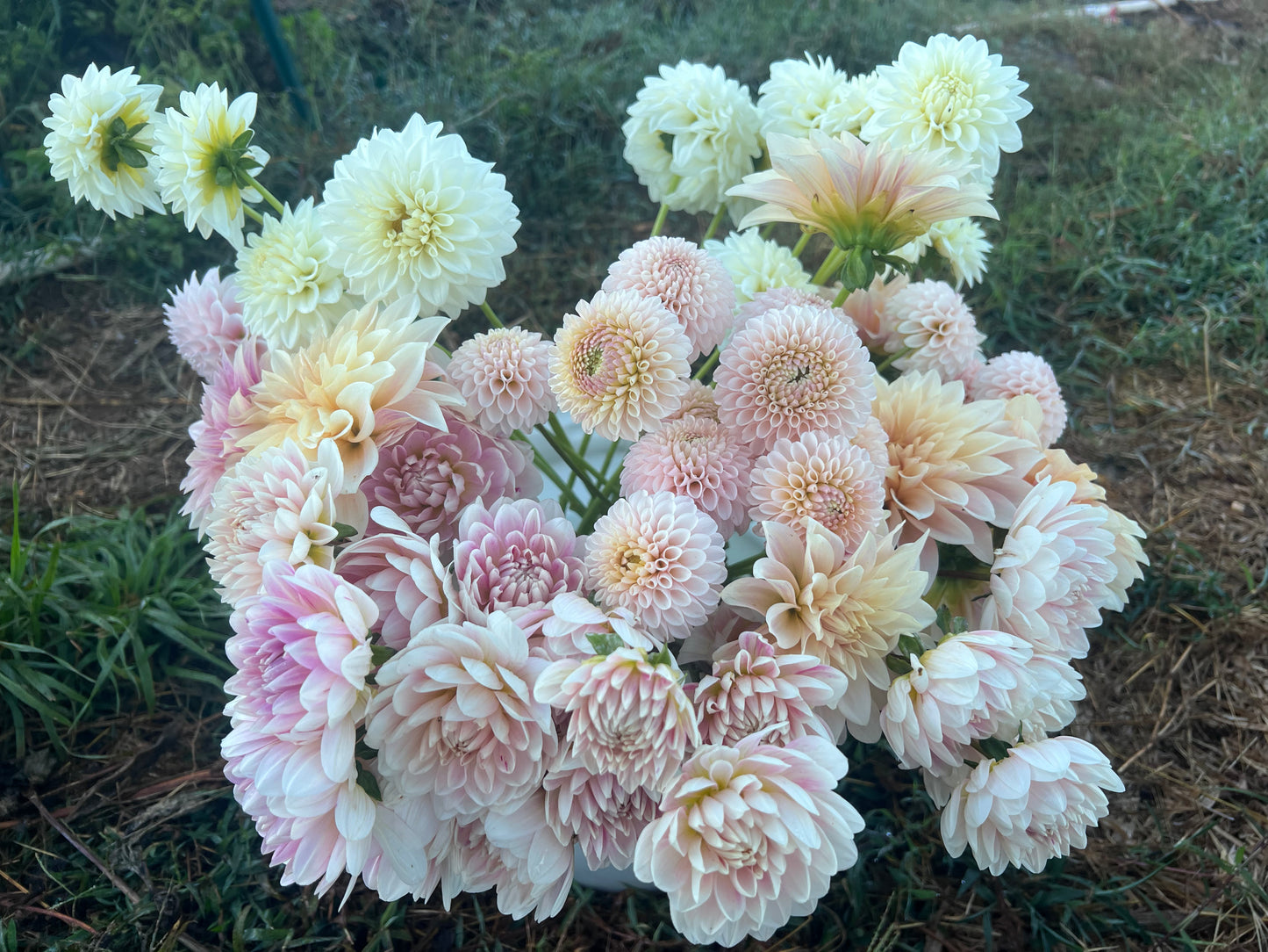 Kula Dahlia Farm YOU-PICK Thursday 6/25 5-6PM