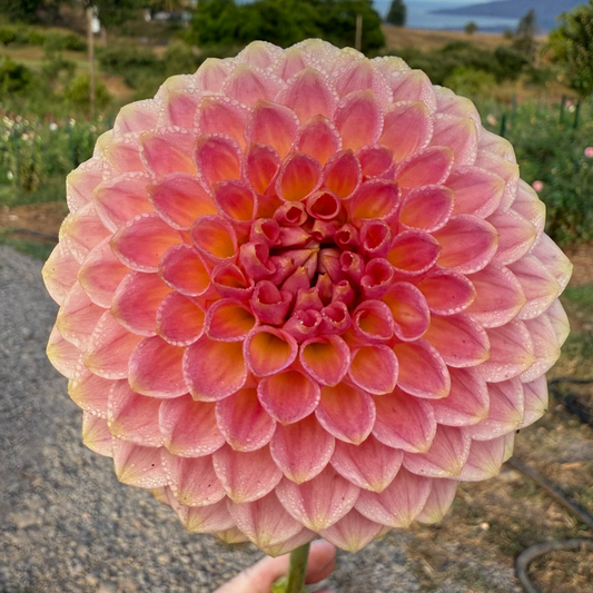 DAHLIA 20TH AVE SOFTER PEACH