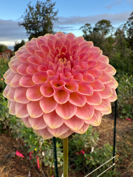 DAHLIA 20TH AVE SOFTER PEACH