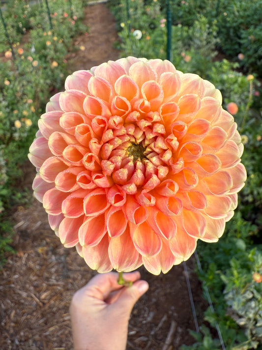 DAHLIA CRICHTON HONEY