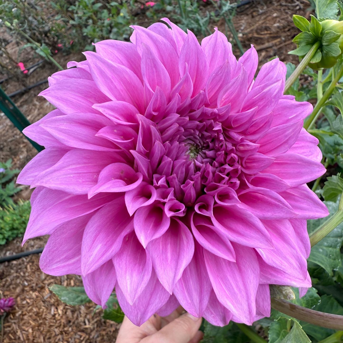 DAHLIA VASSIO MEGGOS