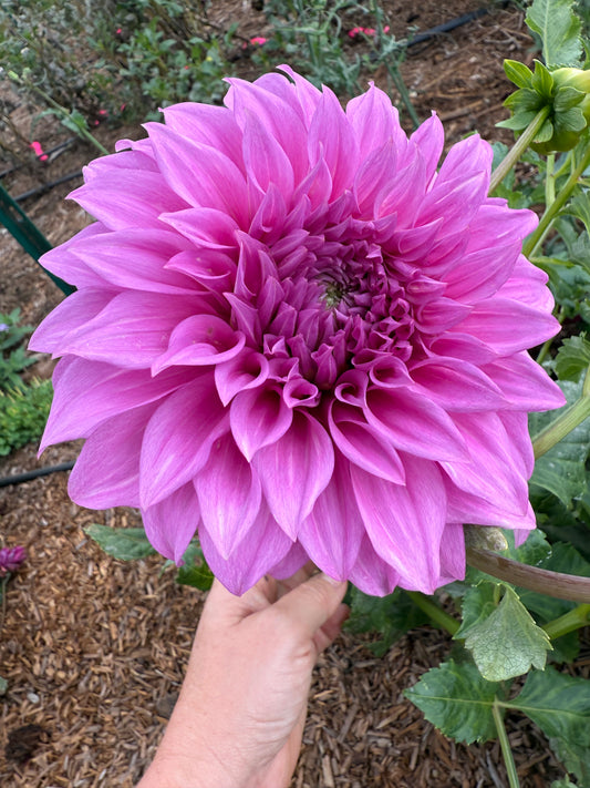 DAHLIA VASSIO MEGGOS
