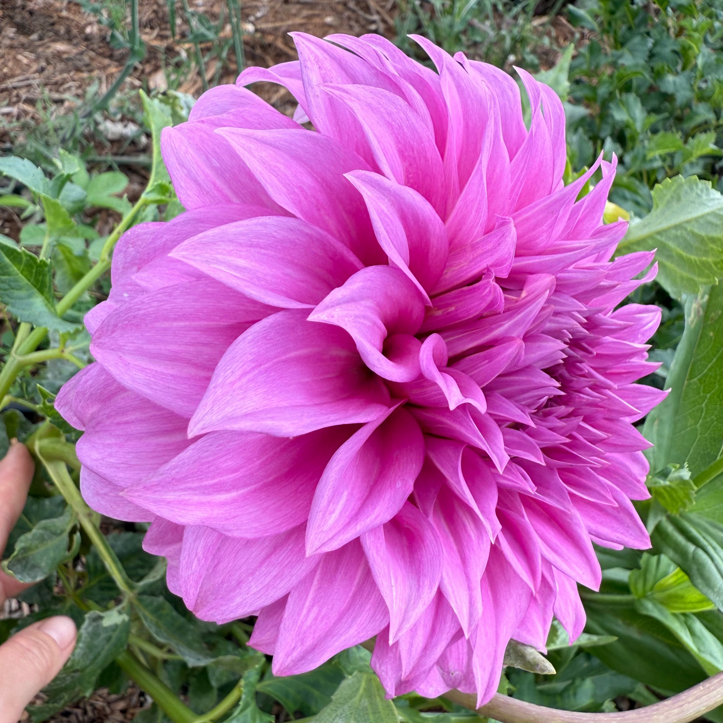 DAHLIA VASSIO MEGGOS