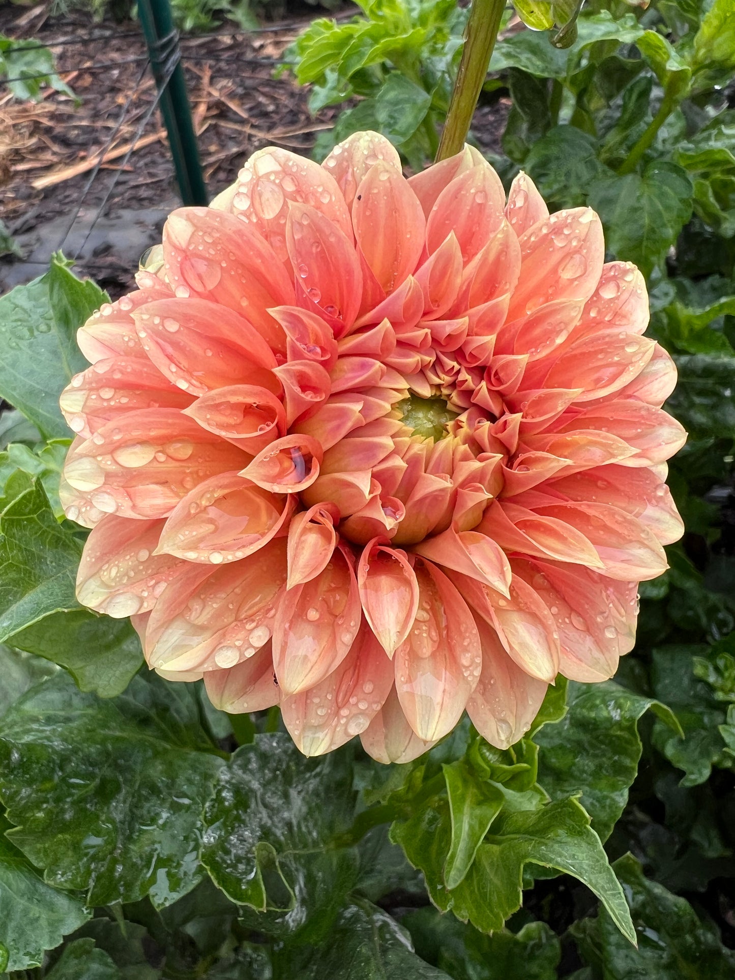 DAHLIA BRACKEN PALOMINO