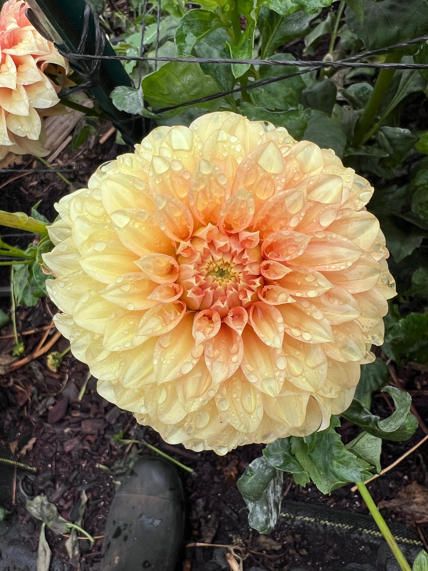 DAHLIA BRACKEN PALOMINO