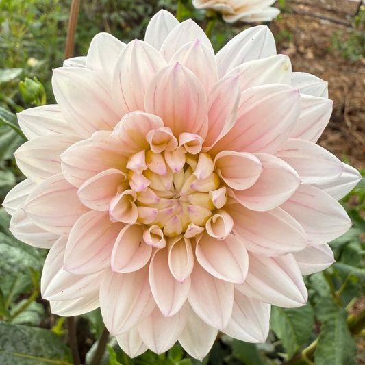 DAHLIA SILVER YEARS