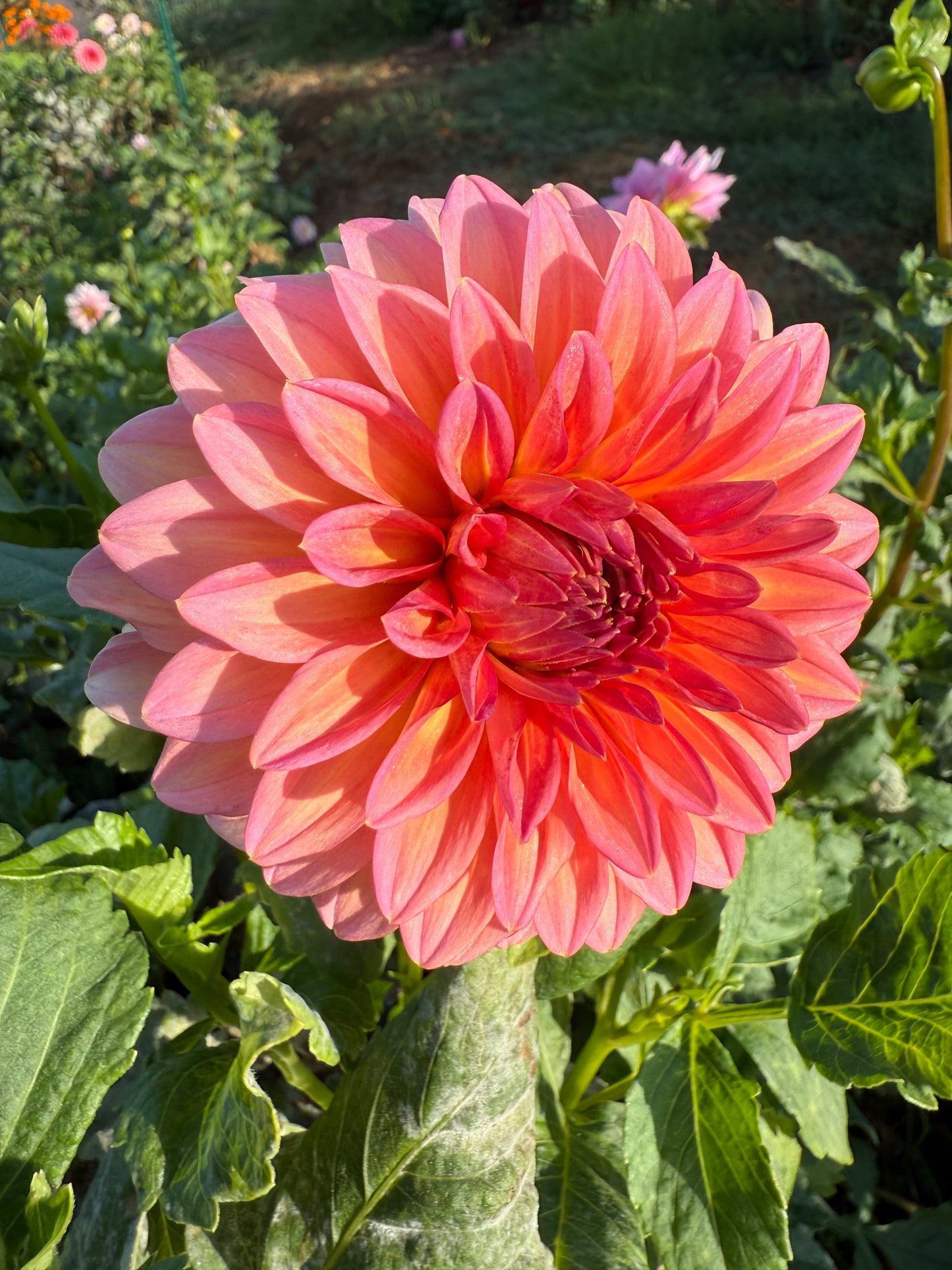 DAHLIA HILLCREST KISMET