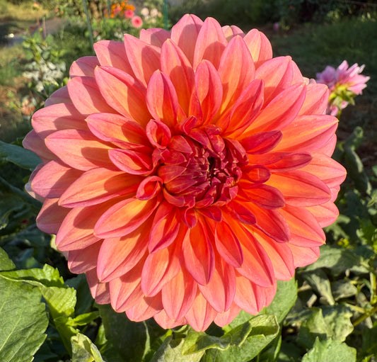 DAHLIA HILLCREST KISMET