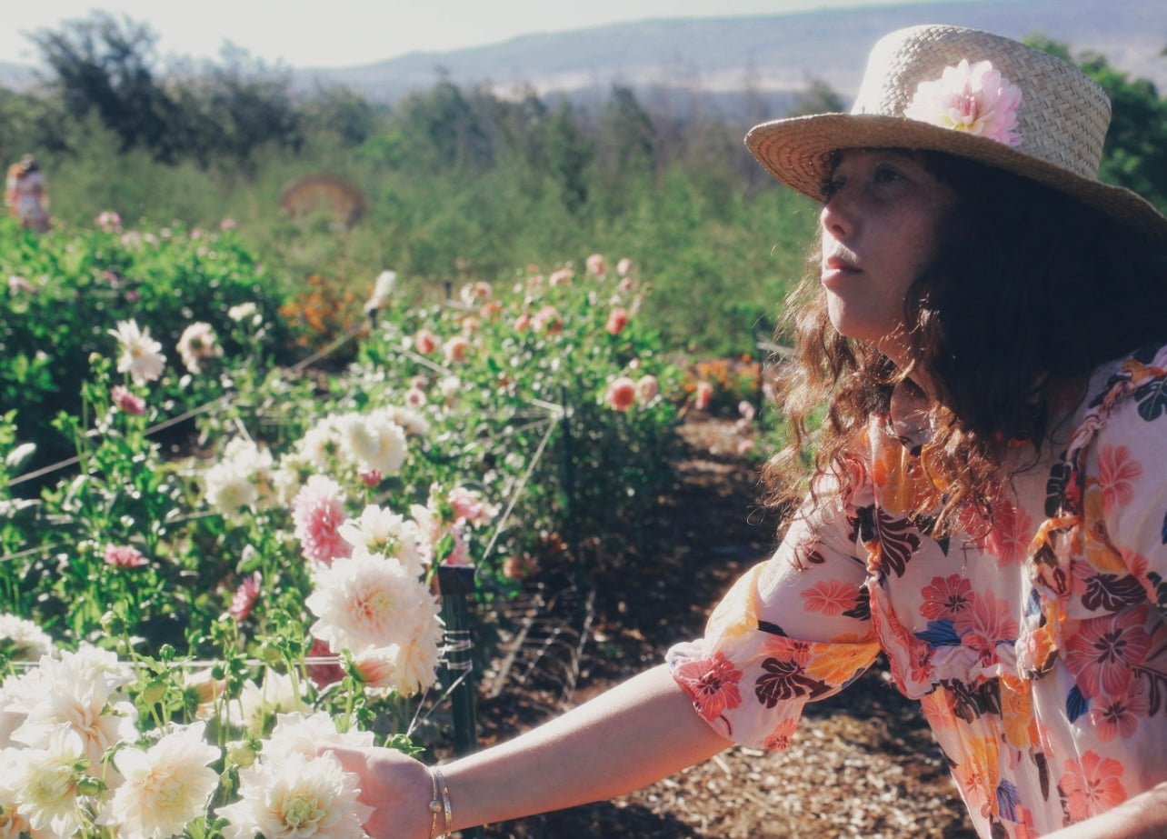 Kula Dahlia Farm YOU-PICK Thursday 6/25 5-6PM
