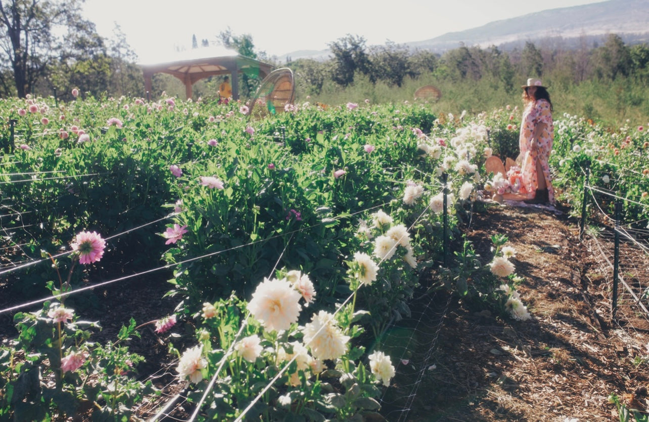 Kula Dahlia Farm YOU-PICK Thursday 6/25 5-6PM