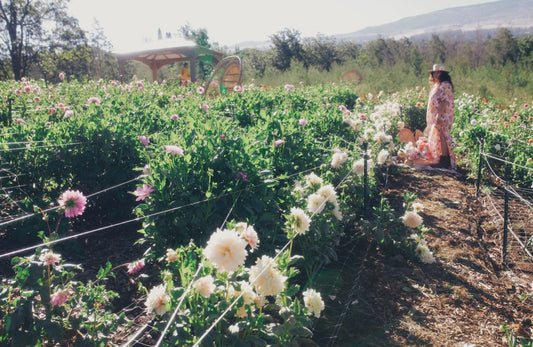 Kula Dahlia Farm YOU-PICK FRIDAY 6/26 5-6 PM