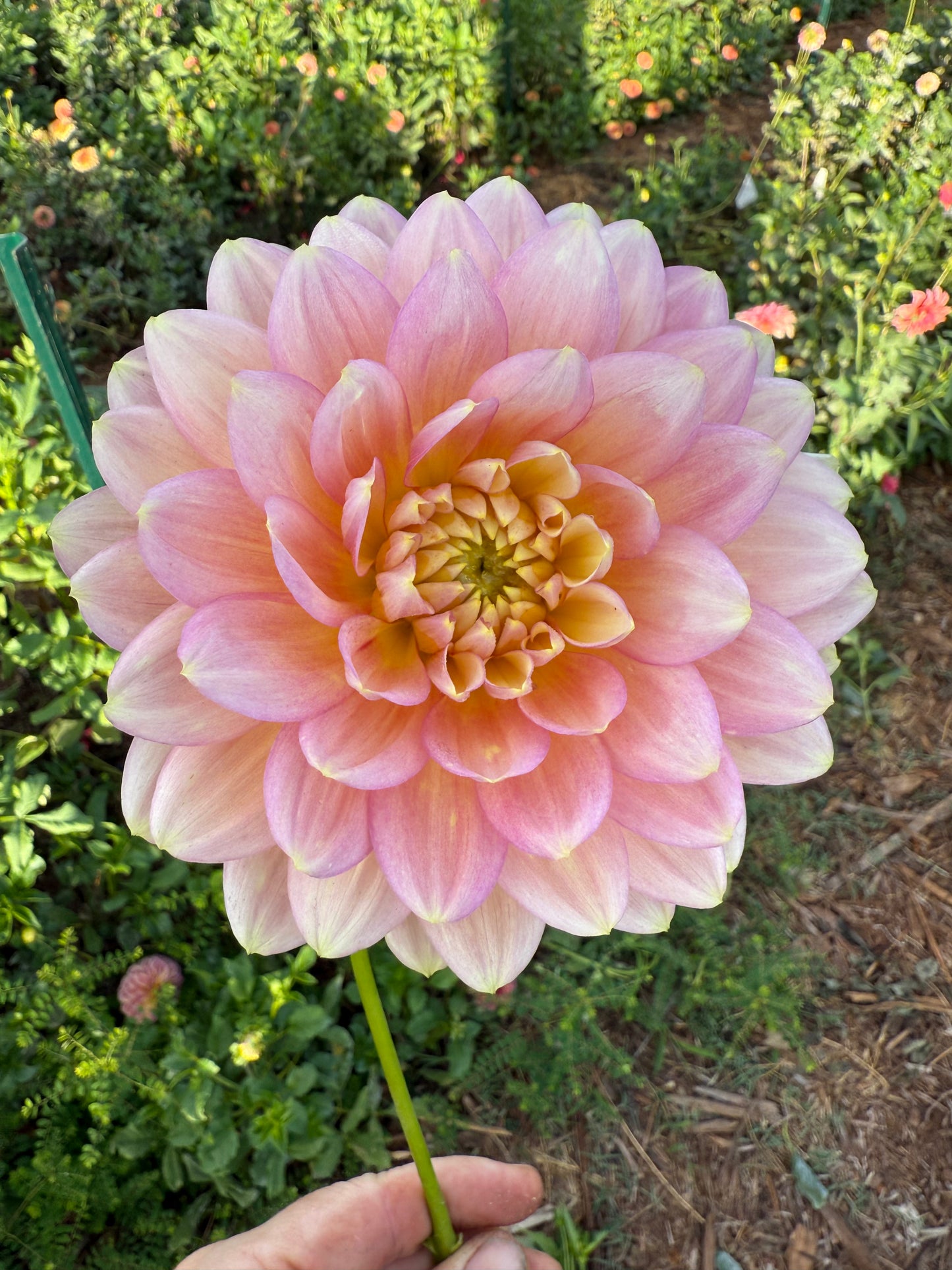 DAHLIA HOLLYHILL SERENITY