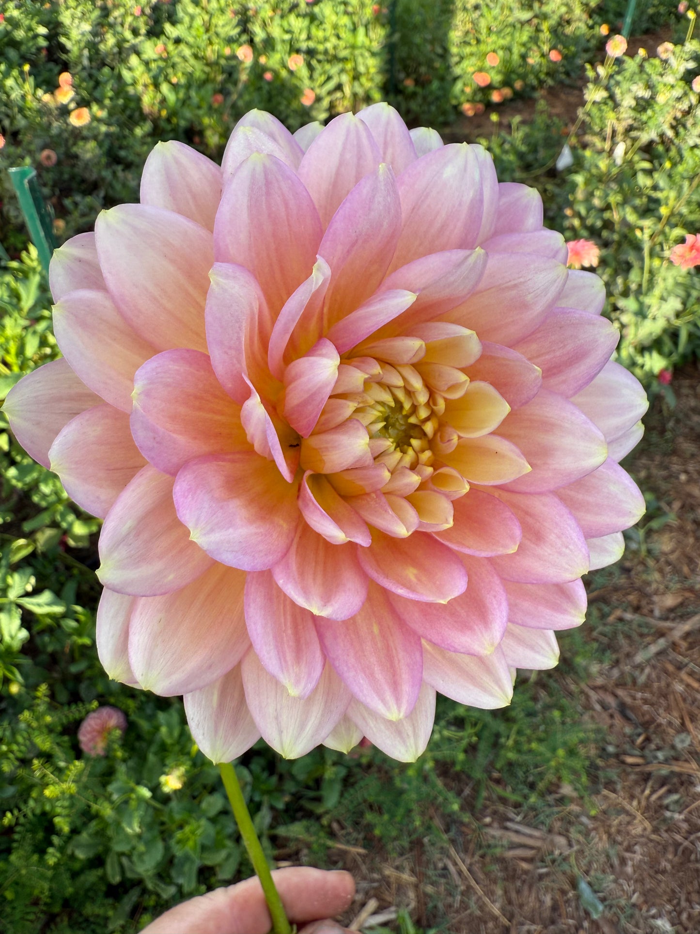 DAHLIA HOLLYHILL SERENITY