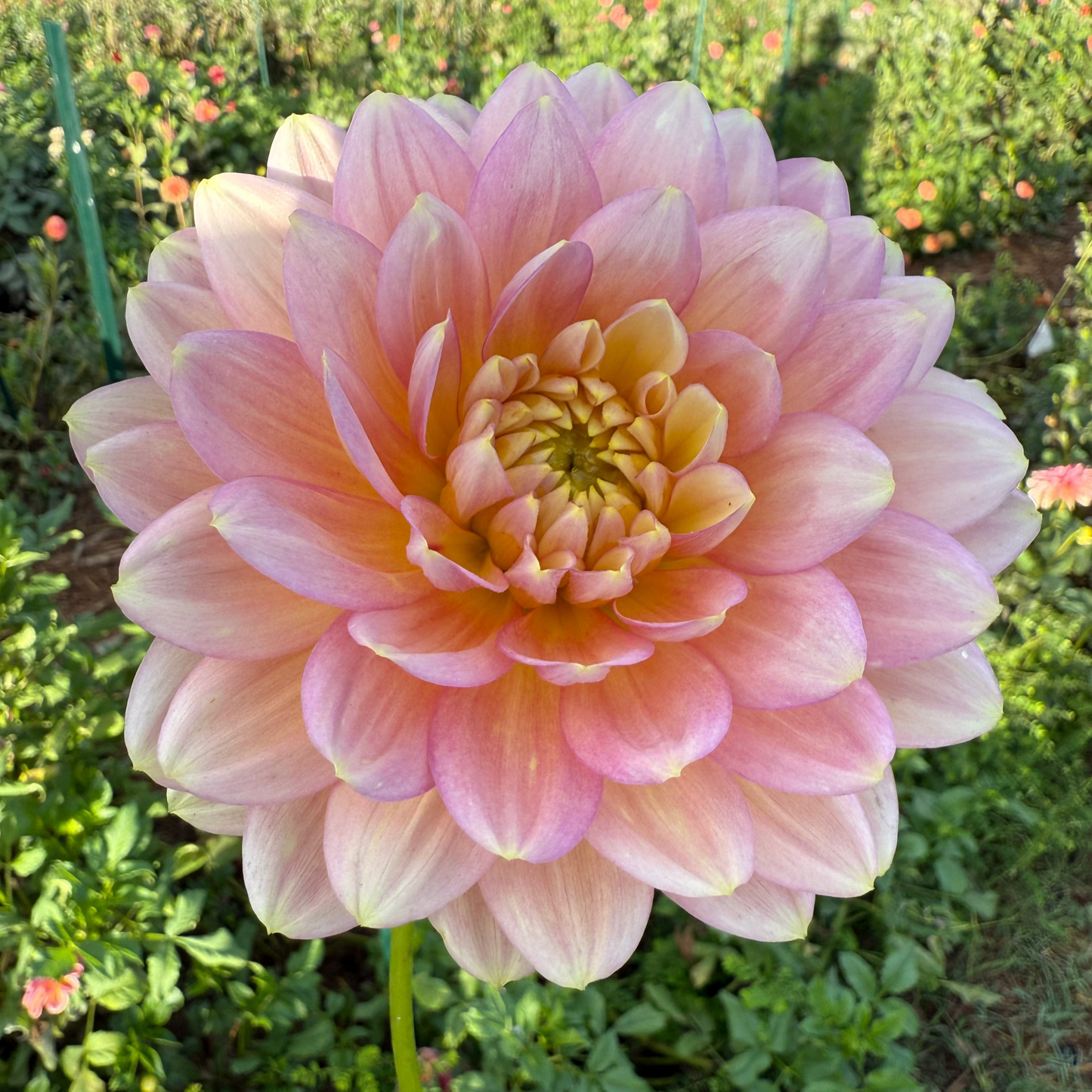 DAHLIA HOLLYHILL SERENITY
