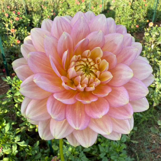 DAHLIA HOLLYHILL SERENITY