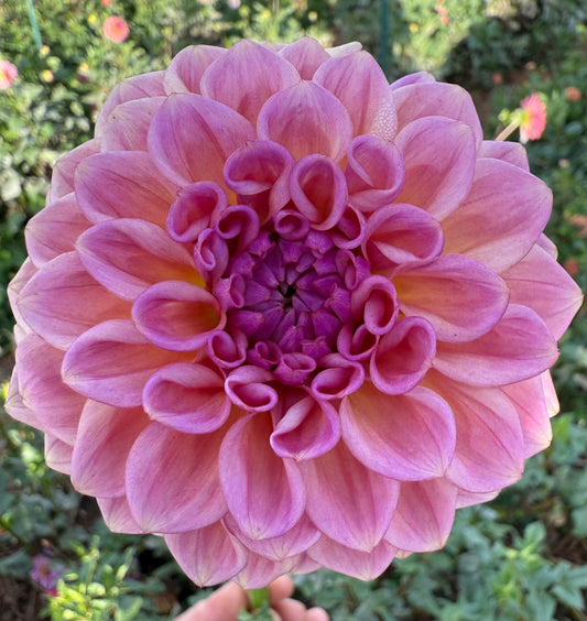 DAHLIA CHEWY