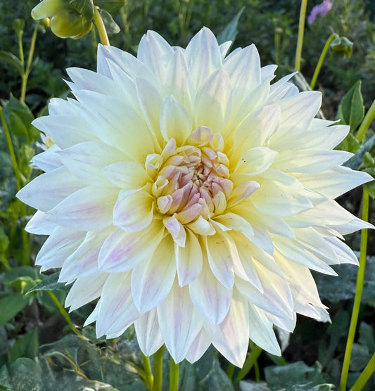 DAHLIA TAHOMA EARLY DAWN