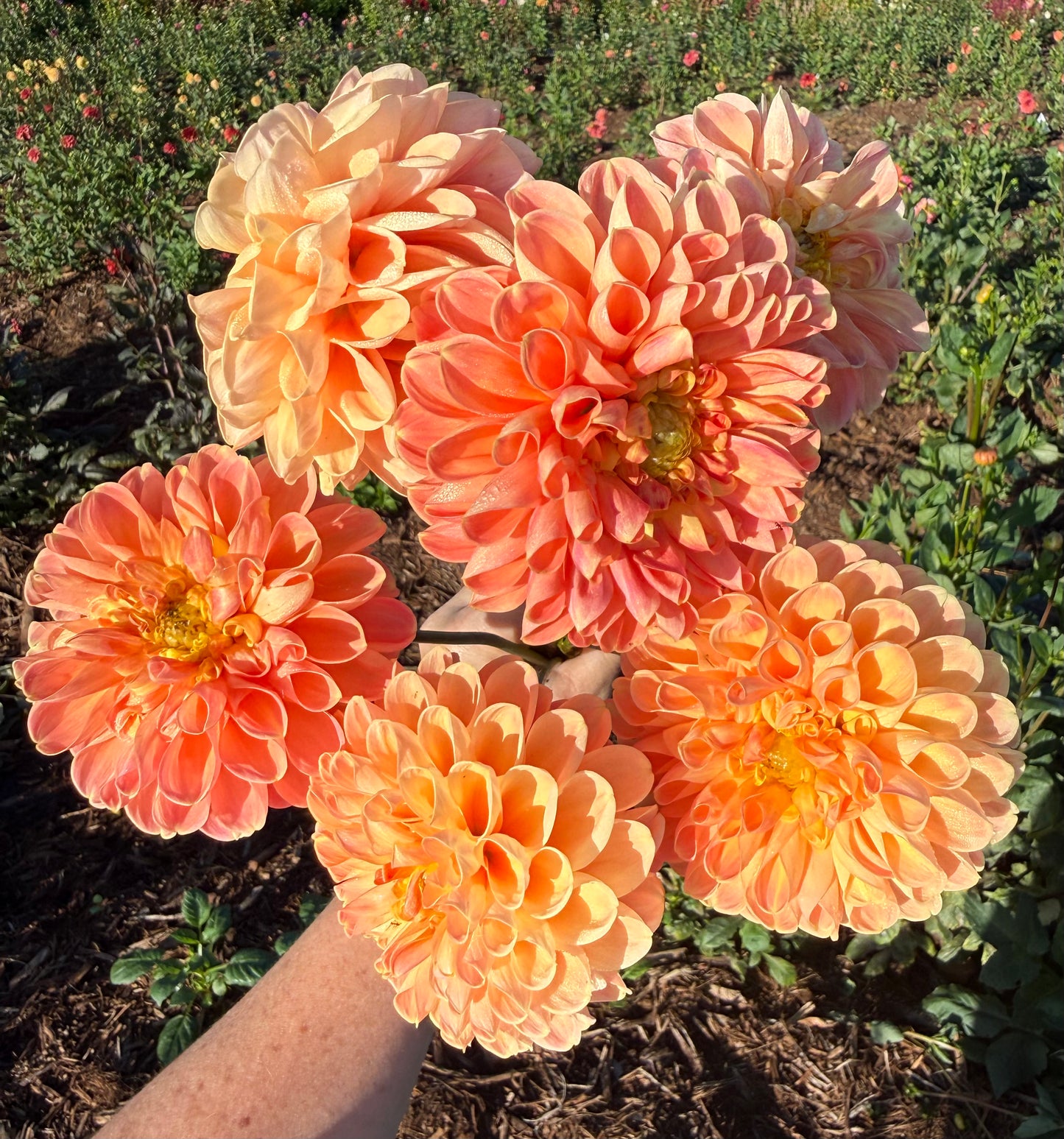 DAHLIA CRICHTON HONEY