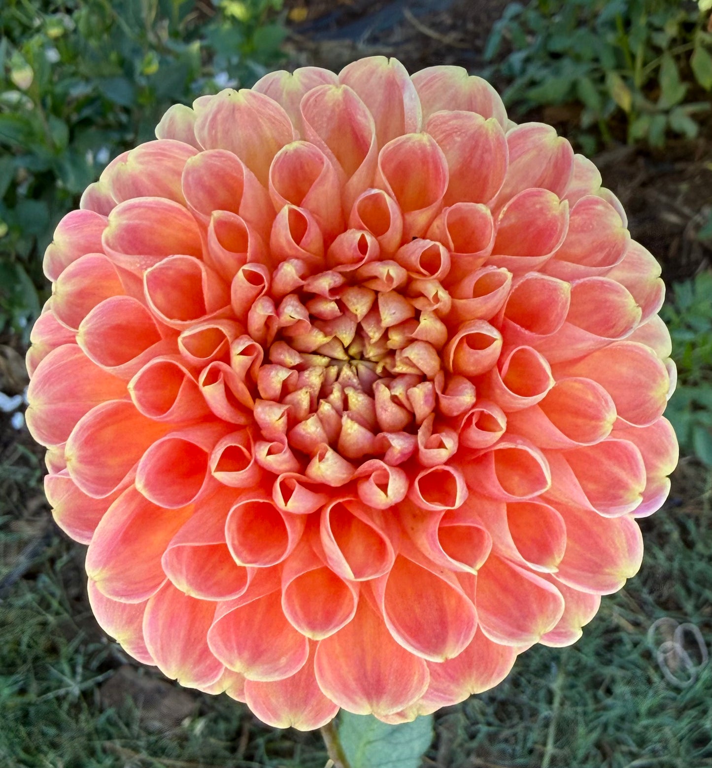 DAHLIA CRICHTON HONEY