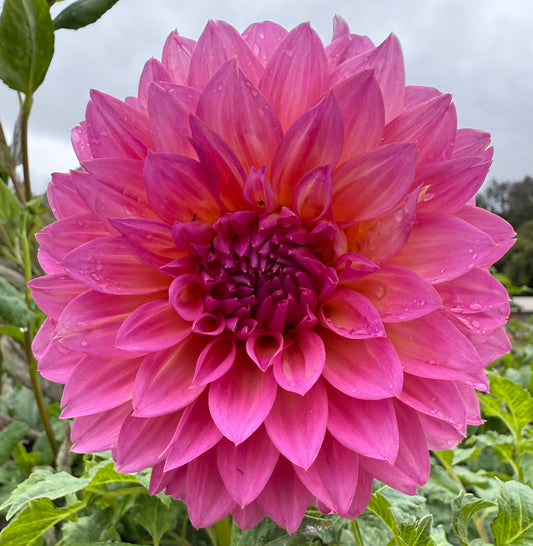 DAHLIA HOLLY HILL GLORIA