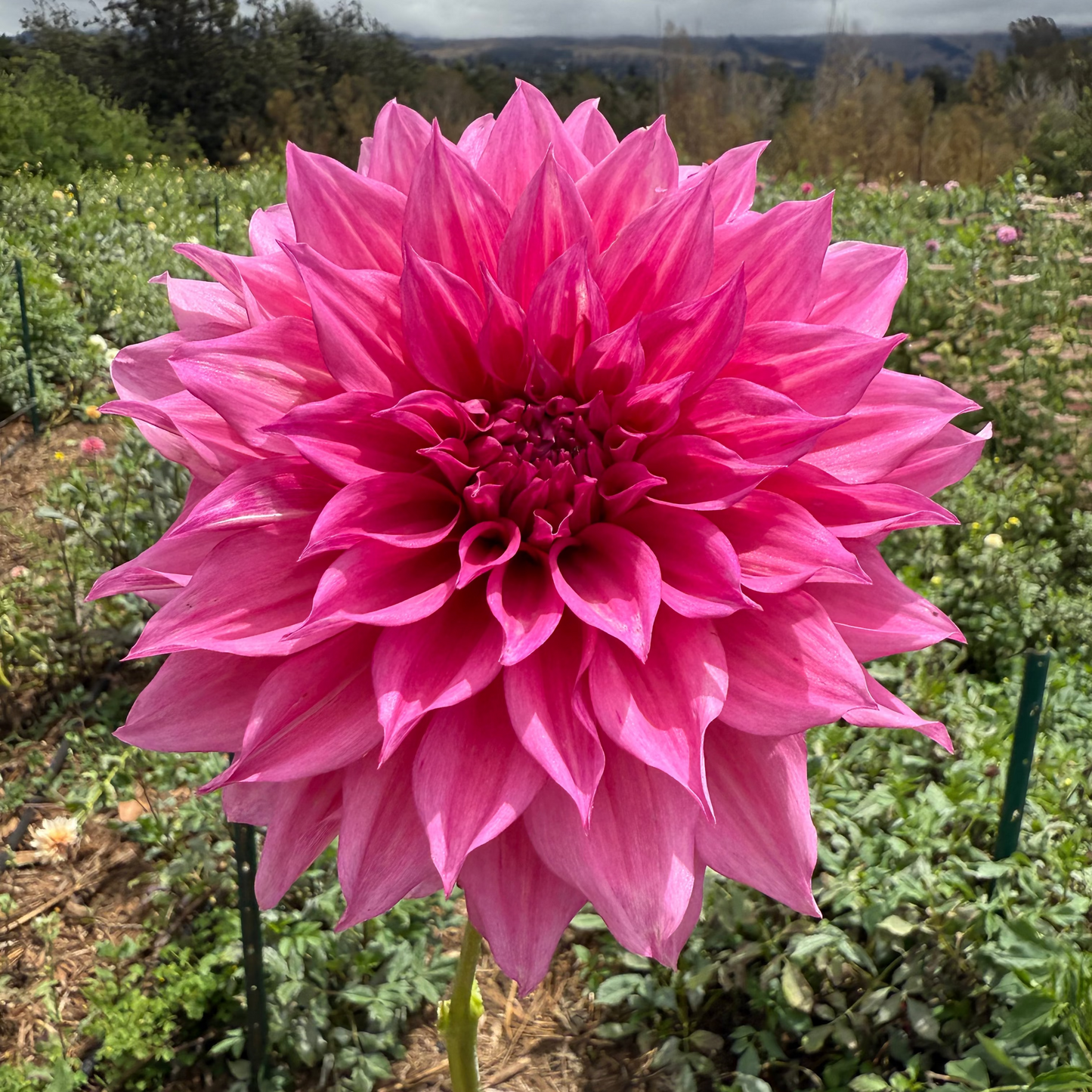 DAHLIA CAFE AU LAIT ROYAL
