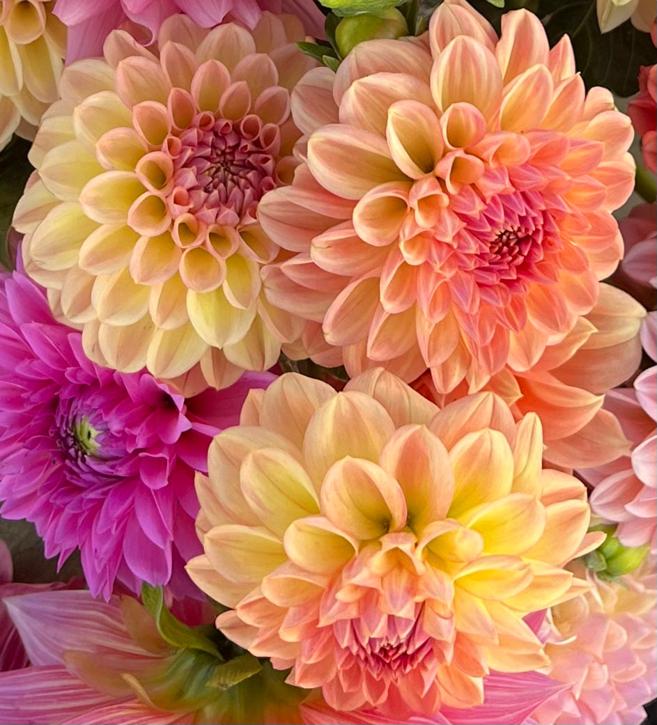 DAHLIA LARKS EBB